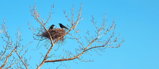 Poster - Spring landscape with a clear blue sky, bare tree branches housing a bird's nest with two crows, in the presence of other birds. Ample copy space image available.
