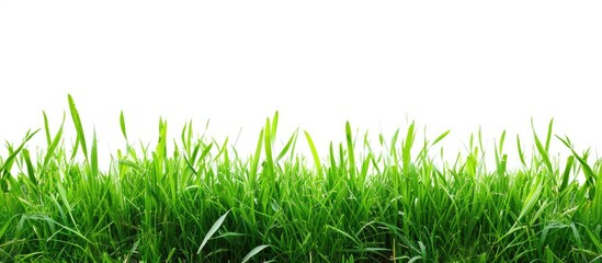 Poster - Isolated white background with fresh green grass providing copy space image.