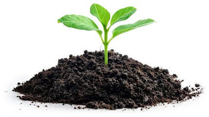 New life symbolized by plant emerging from soil on white background 