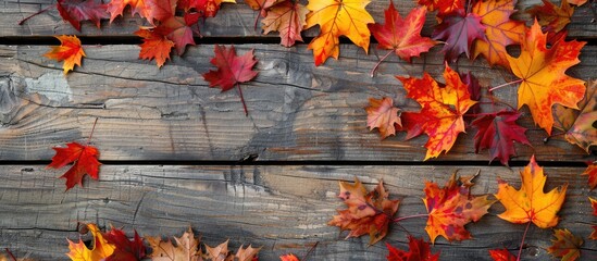 Poster - Horizontal frame featuring autumn maple leaves on a wooden surface with copy space image.