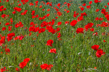 Wall Mural - Papaver rhoeas or common poppy, red poppy is an annual herbaceous flowering plant in the poppy family, Papaveraceae, with red petals