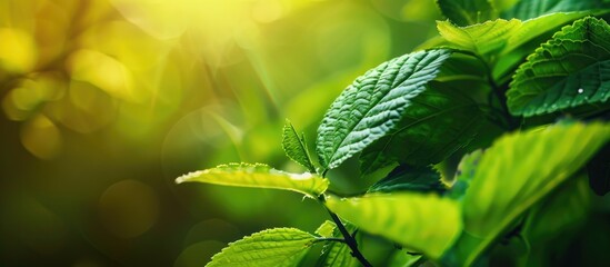 Poster - Close-up view of a green leaf in sunlight, with natural plants as a background. Great for wallpaper or copy space image.
