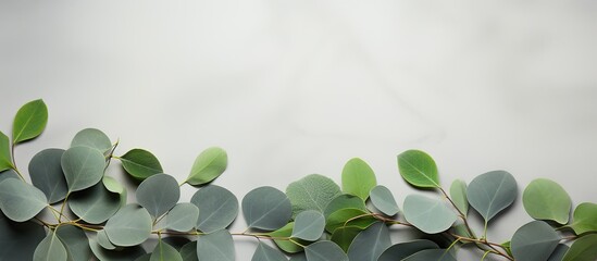 Aufkleber - Eucalyptus leaves arranged on a stone surface with a frame crafted from eucalyptus branches in a top-down view, offering copy space within the composition.