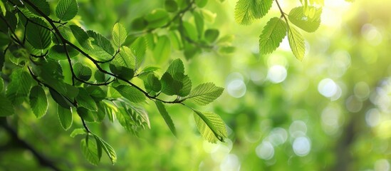 Poster - Fresh foliage on a tree branch in the woods with copy space image.