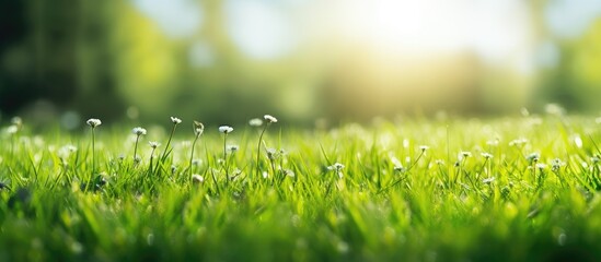 Poster - Fresh green grass field with a blurred background, ideal as a natural backdrop for summer product advertising with copy space image.