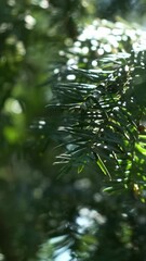 Wall Mural - vertical, close-up, green coniferous bush branches in summer forest. dark green european, taxus yew 