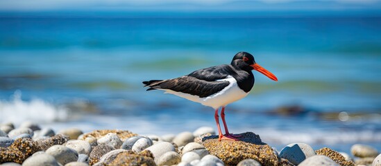Aufkleber - An Oystercatcher, scientifically known as Haematopus ostralegus, standing on the shore with a beautiful view of the ocean in the background, ideal for a copy space image.
