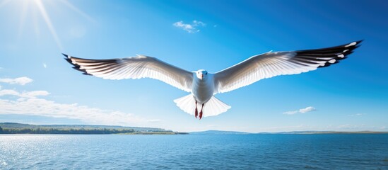 Poster - A seagull soaring with outstretched wings against a blue sky, on the lookout for fish prey, in a copy space image.