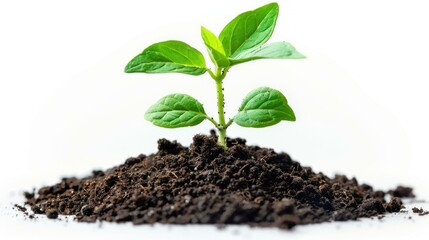 A young plant sprouting from soil, symbolizing new growth and the beginning of life. The green leaves are vibrant and healthy against a clean, white background.