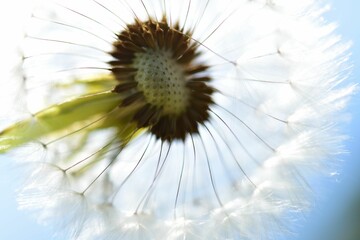 Canvas Print - Close-up of a dandelion seed head against a bright blue sky