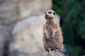 Poster - Erdmännchen ( Suricata suricatta ).