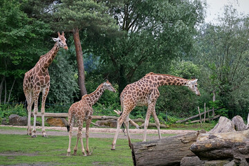 Wall Mural - Rothschildgiraffe ( Giraffa camelopardalis rothschildi ).