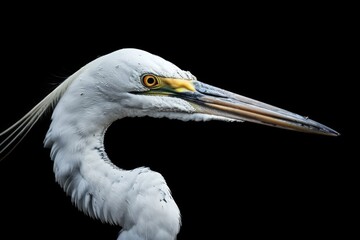 Wall Mural - Extreme close up headshot of Great Egret against dark background