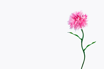Wall Mural - wild flower cornflower. natural background. centaurea cyanus.