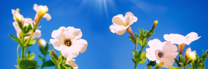Wall Mural - bright petunia flowers on a background of the summer landscape.