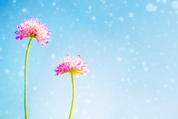 Wall Mural - beautiful wild flowers on a sunny day against a blue sky. natural background.