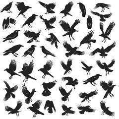 Wall Mural - Silhouette of Crow birds. 