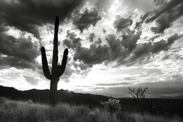 Sticker - Black and White Desert Sunset with Saguaro Cactus and Dramatic Clouds