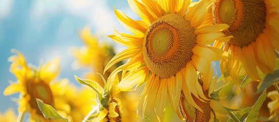 Leinwandbilder - Detailed close up image of sunflowers in full bloom against a blue sky background with available copy space Focus is selective