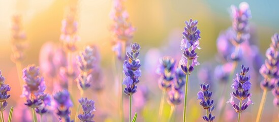 Fototapete - Close up of lavender in bloom in a field with ample copy space image