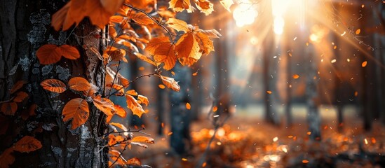 Fototapete - Magical forest with golden autumn leaves on a tree highlighting the scenery Focus on the leaves Ideal for copy space image