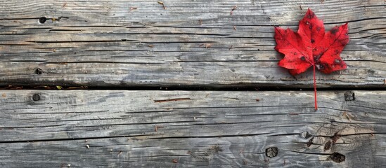 Poster - Weathered wood floor with a red maple leaf providing a visual focal point in a copy space image