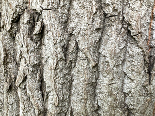 Old Poplar Tree Bark Close-Up. Background texture.