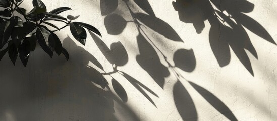 Aufkleber - Silhouetted leaves casting shadows on the wall featuring copy space image
