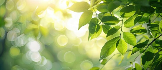 Poster - Background featuring green leaves with empty copy space image