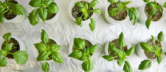 Poster - A bird s eye view of green tomato seedlings in drawers on a white table ready for planting with ample space for a picture