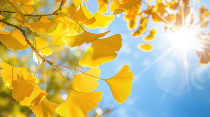 Sticker - Yellow ginkgo leaves in autumn sunlight under blue sky