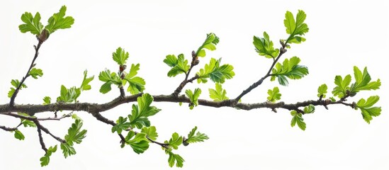 Fototapete - A lovely oak branch in spring with leaves ideal for showcasing text or images with copy space image included