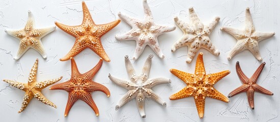 Wall Mural - Sea starfish arranged individually on a blank white surface with copy space image viewed from above