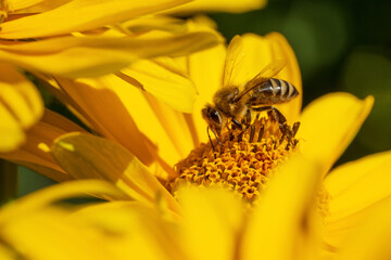 Wall Mural - Honey bee on heliopsis flower. Place for text.