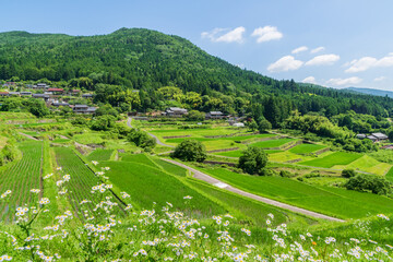 夏の坂折棚田（岐阜県恵那市）