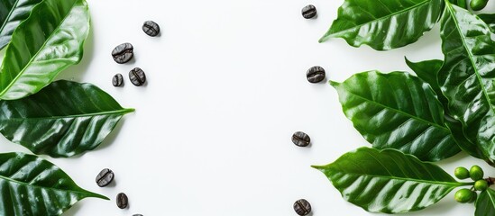 Poster - Top view of green coffee leaves and beans on white backdrop with copy space image