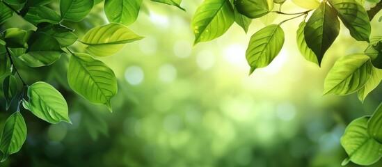 Fototapete - Blurry background featuring green leaves with ample copy space image