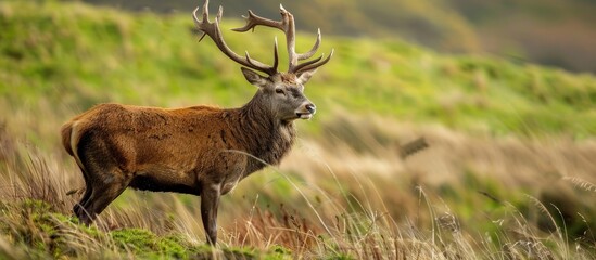 Aufkleber - A red deer is seen on Exmoor during the spring season in a picturesque setting with ample copy space for an image