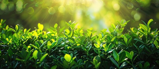 Wall Mural - Autumn sunlight illuminates lush green bushes with fresh leaves in a surreal natural setting Vibrant backdrop with selective focus toning ideal for copy space image