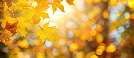 Poster - Copy space image with vibrant yellow maple leaves on a blurred autumn background