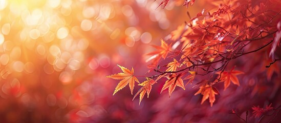 Enjoy the romantic moment of autumn as you admire the beautiful colors of tree leaves changing in the season captured in a stunning copy space image