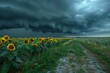 © Milos - A dirt path runs beside a beautifully maintained sunflower field under the shadow of imminent storm clouds, depicting the juxtaposition of calm and the storm's fury