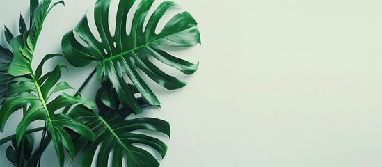 Leinwandbilder - Tropical concept featuring a Monstera plant with green foliage on a white backdrop emphasizing minimalism and indoor gardening with copy space image