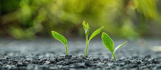 Wall Mural - Green weeds emerging through a gravel surface symbolize survival Ideal for text the copy space image captures this concept