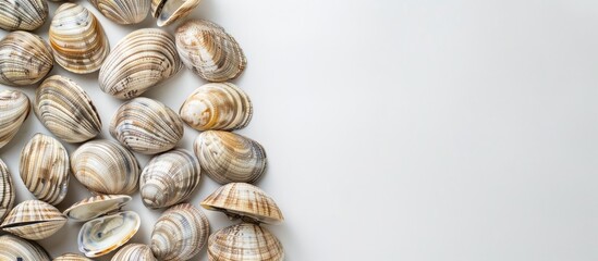 Leinwandbilder - Clams showcased against a blank white backdrop create a tranquil composition with ample copy space image