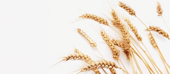 Poster - Isolated wheat spikelets on white backdrop with selective focus for food related copy space image
