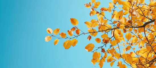 Poster - A scenic view of yellow leaves set against a clear blue sky in a copy space image