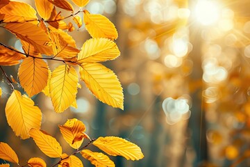 Poster - Golden autumn leaves with sunlight filtering through the trees in a forest, creating a warm and peaceful atmosphere.