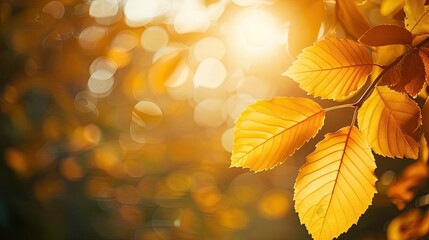 Poster - Golden autumn leaves in warm sunlight create a stunning seasonal background, radiating the beauty and tranquility of fall with vibrant colors.