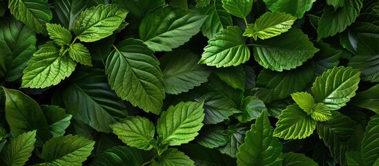 Aufkleber - Background with lush green leaves providing copy space image